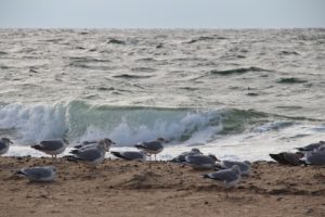 Provincetown beach with birds