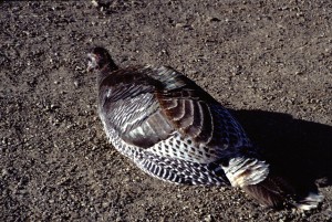 Wild Turkey, Chaco Canyon