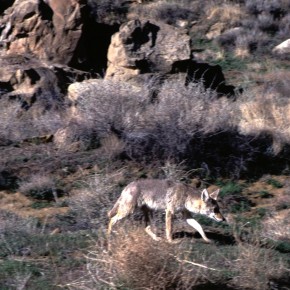 Coyote in Chaco Canyon